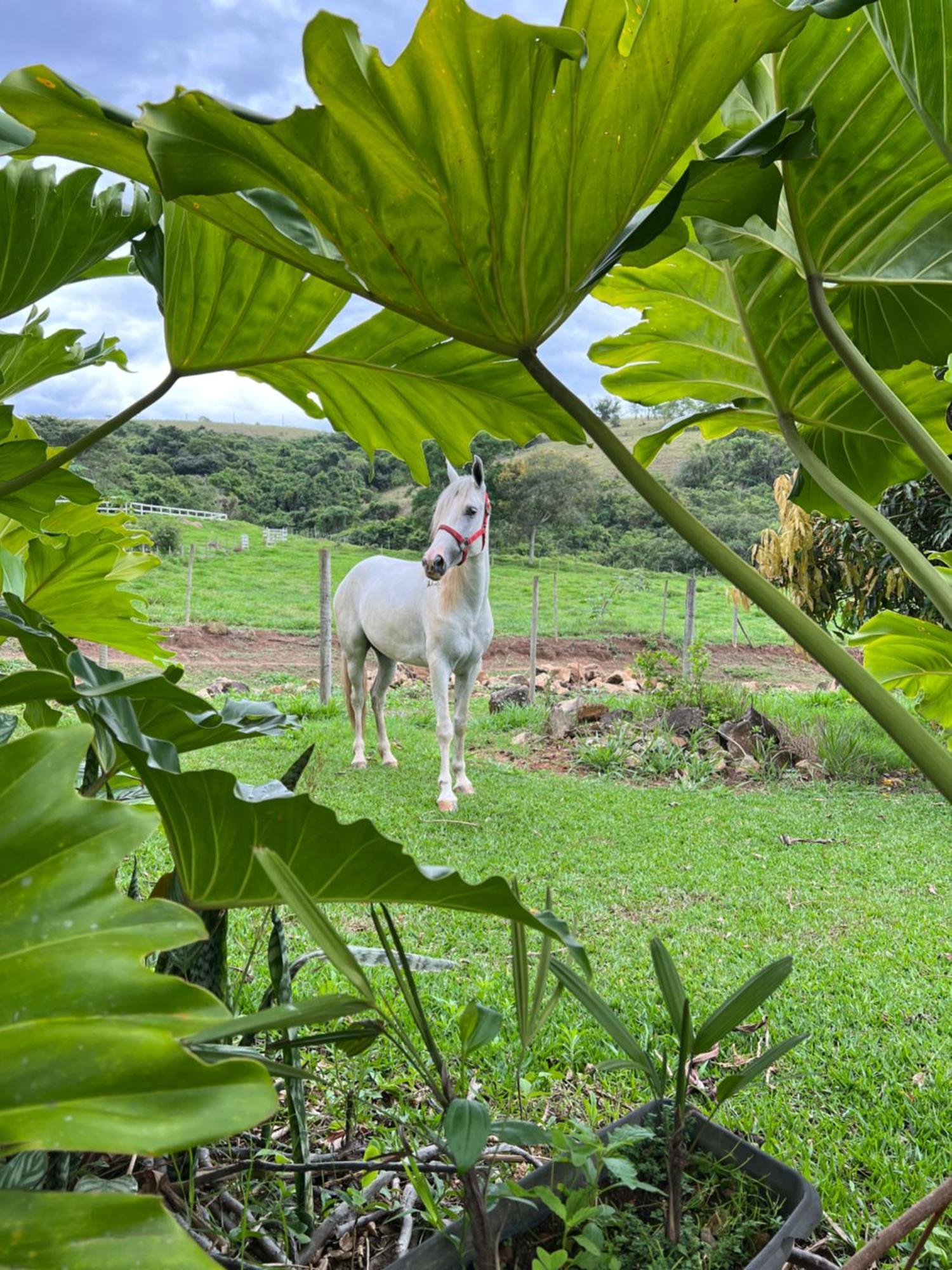 Готель Fazenda Do Engenho Santa Rita do Rio Abaixo Екстер'єр фото