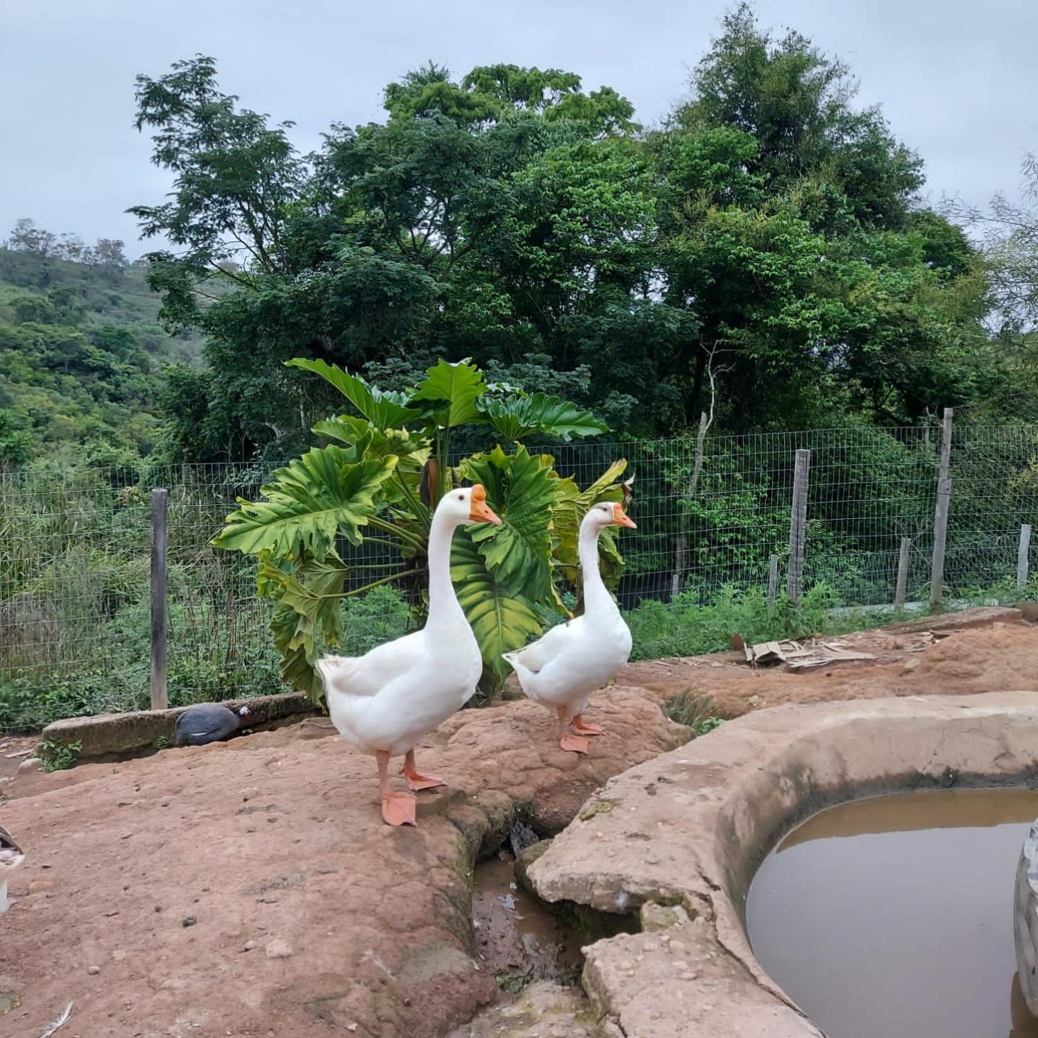 Готель Fazenda Do Engenho Santa Rita do Rio Abaixo Екстер'єр фото