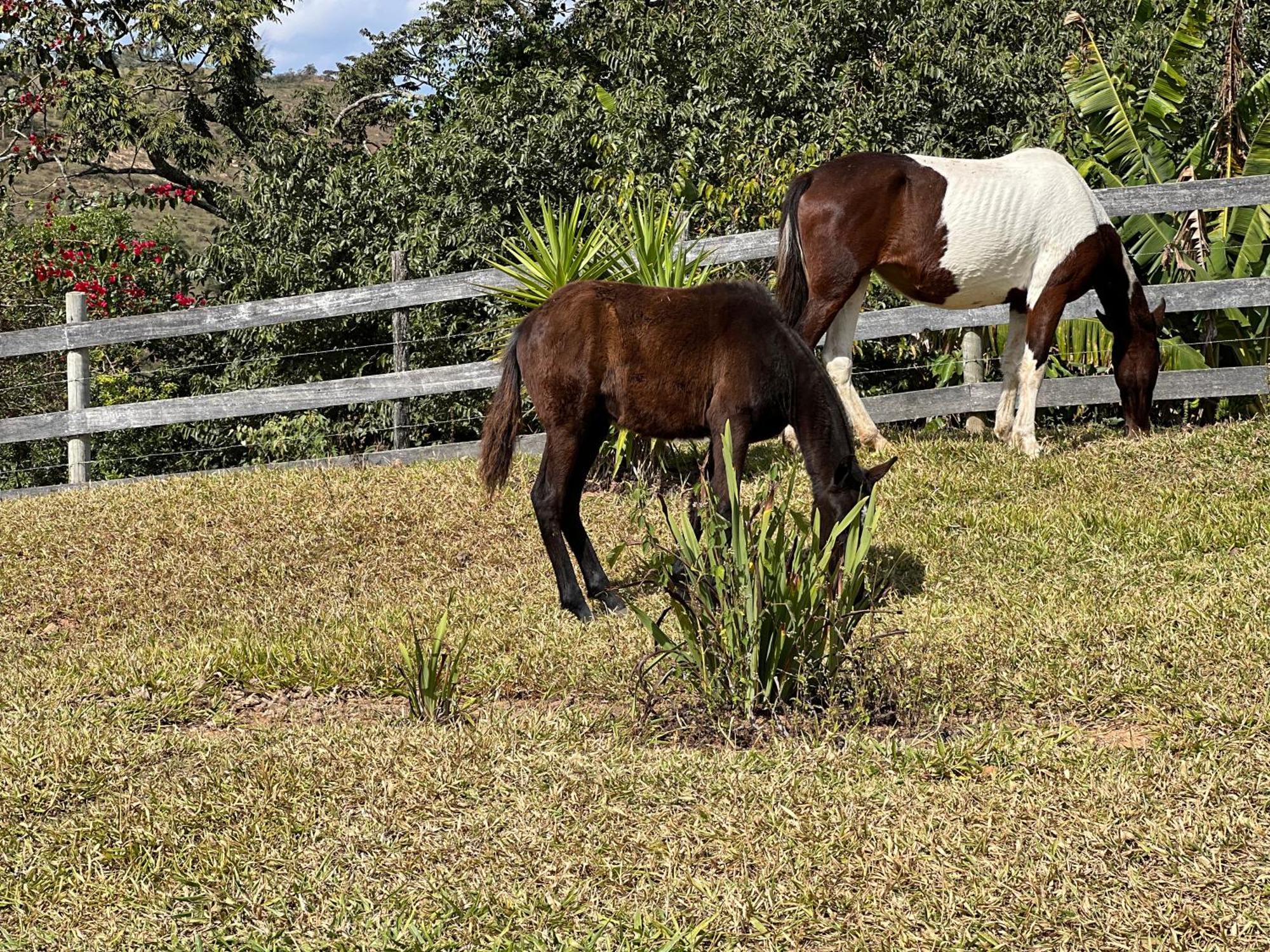 Готель Fazenda Do Engenho Santa Rita do Rio Abaixo Екстер'єр фото